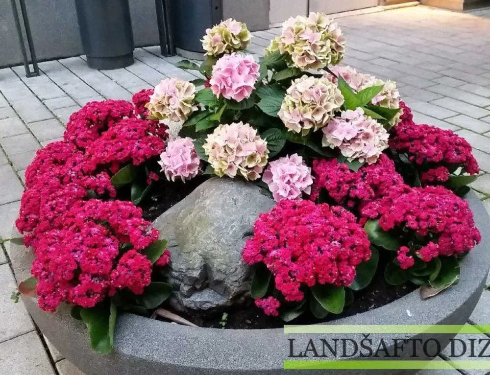 Hortenzijos ir kalanchojės dideliame akmeniniame vazone