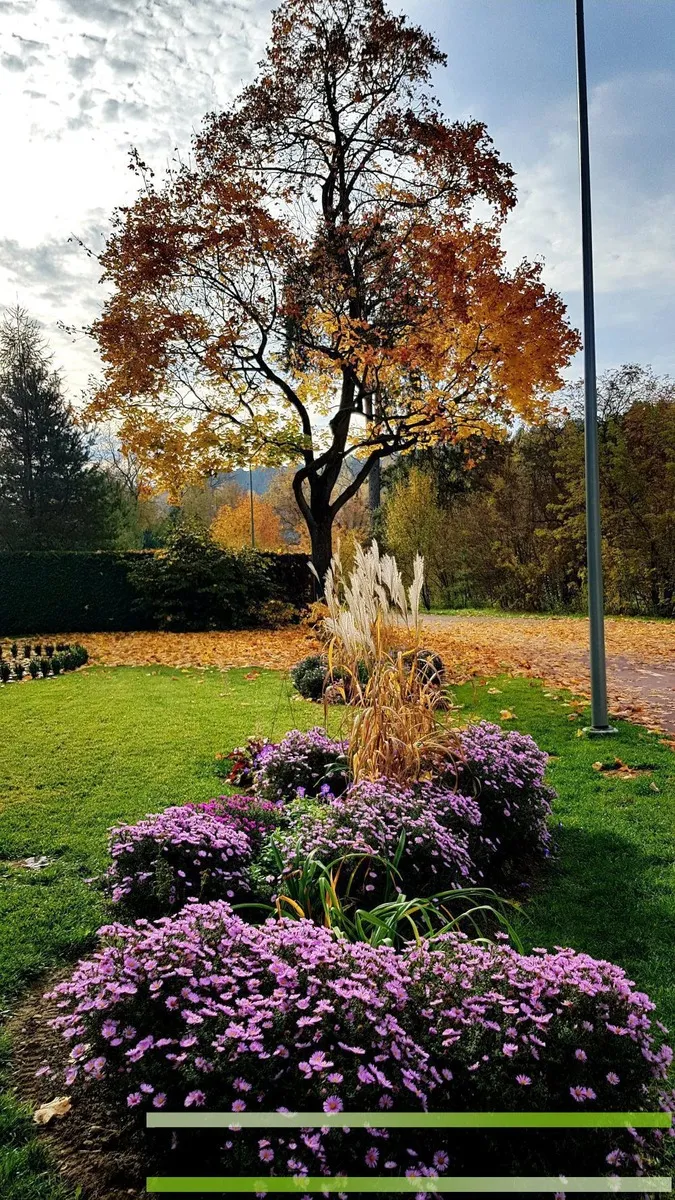 Rudens gėlynas su žydinčiomis astromis ir pampų žole