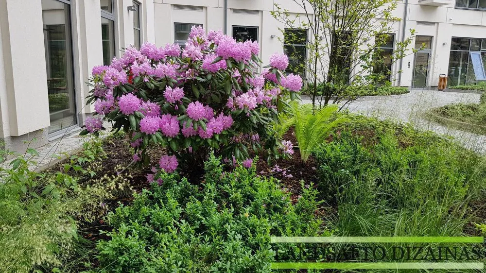 Žydintis rododendras prie namo
