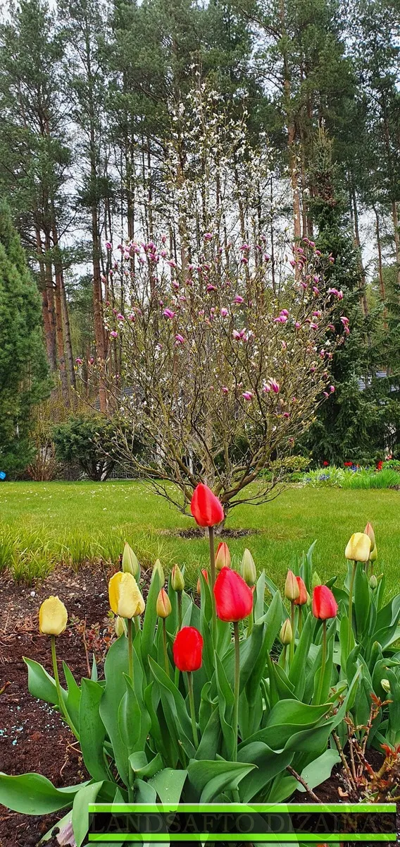 Žydinti magnolija ir tulpės vejoje