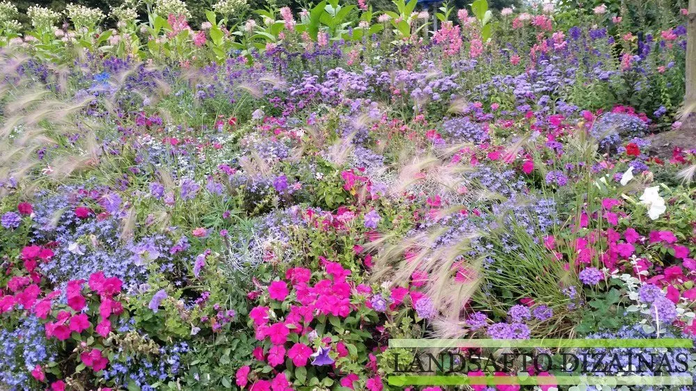 Spalvingas vienmečių gėlių gėlynas