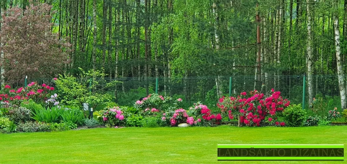 Rododendrai miško sklype prie vejos