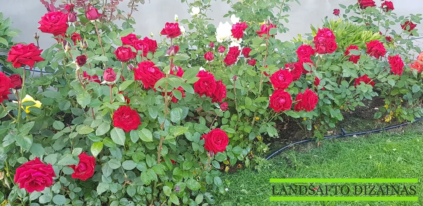 Žydinčių raudonų rožių gėlynas prie vejos