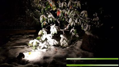 Rododendras apšviestas su 12 V prožektoriumi po sniegu