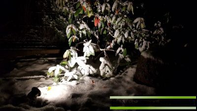 Apsvietas rododendras žiema Rododendras apšviestas su 12 V prožektoriumi po sniegu