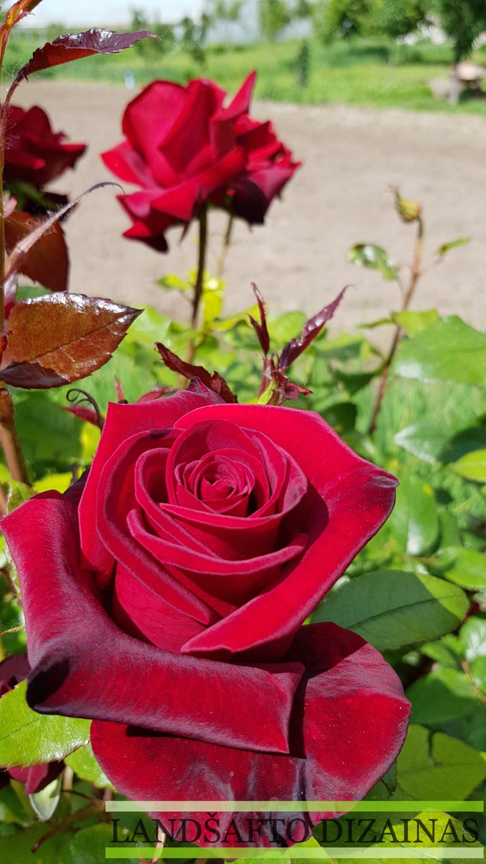 Rožės butonas, teisingas rožių genėjimas