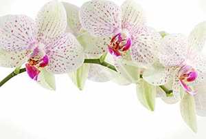 Kambarinis augalas orchidėja žydinti