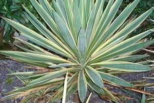 Kambarinis augalas Yucca Juka gloriosa grunte