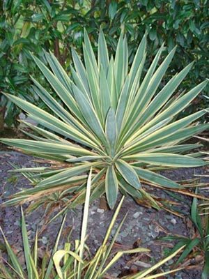 Kambarinis augalas Yucca Juka gloriosa grunte